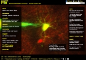 Peering inside neurons